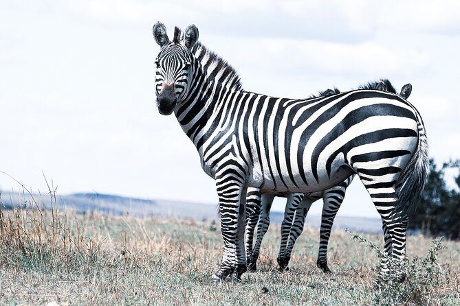Private 5-Days Serengeti Trails with Kojuu Safaris - Key Points