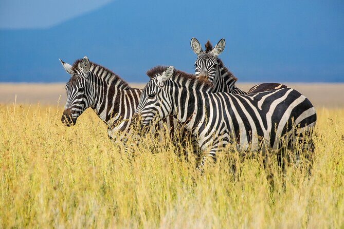 Private 5-Days Serengeti Trails with Kojuu Safaris - FAQ