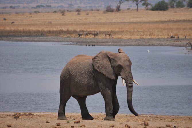 Private 5 Days Tanzania Safari - Key Points