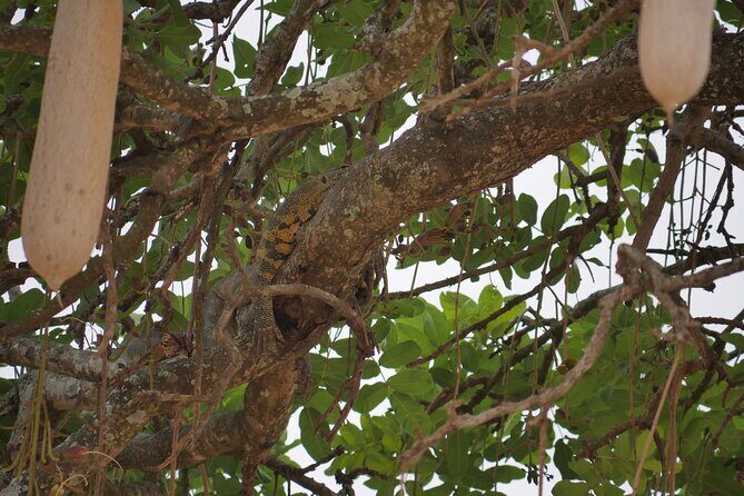 Private 5 Days Tanzania Safari - Practical Considerations and Value