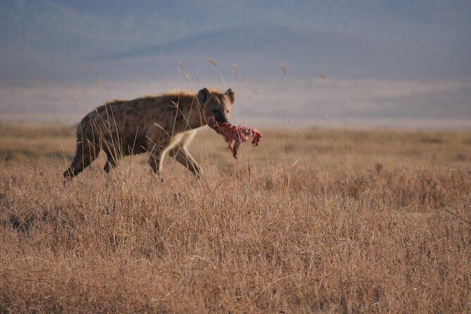 Private 5 Days Tanzania Safari - FAQs