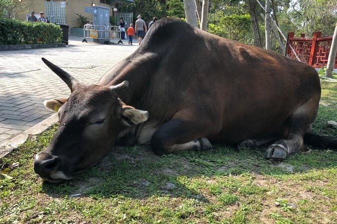 Private 5-Hour Driving Tour of Lantau from Hong Kong - Who Will Love This Tour?