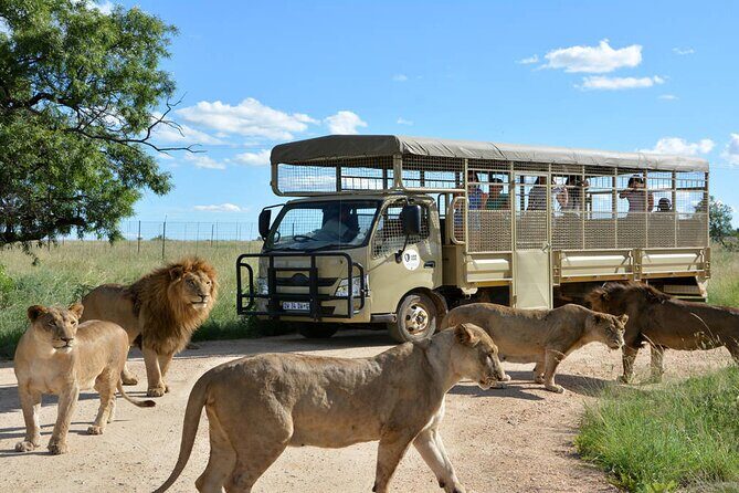 Private 5-Hour Lion Park Tour from Johannesburg or Pretoria - A Balanced Look at the 5-Hour Lion & Safari Park Tour