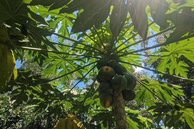 Private 5-Hour Sightseeing Tour in Tropical Gardens - Frequently Asked Questions