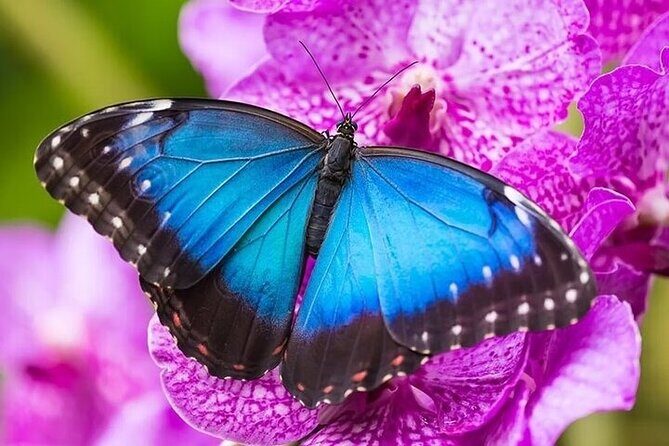 Private 5 Hour Tour of Butchart and Butterfly Gardens - What You Get with This Tour