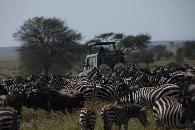 Private 6 Day Great Wildebeest Migration Ndutu Calving Season - A Close-Up Look at the 6-Day Itinerary
