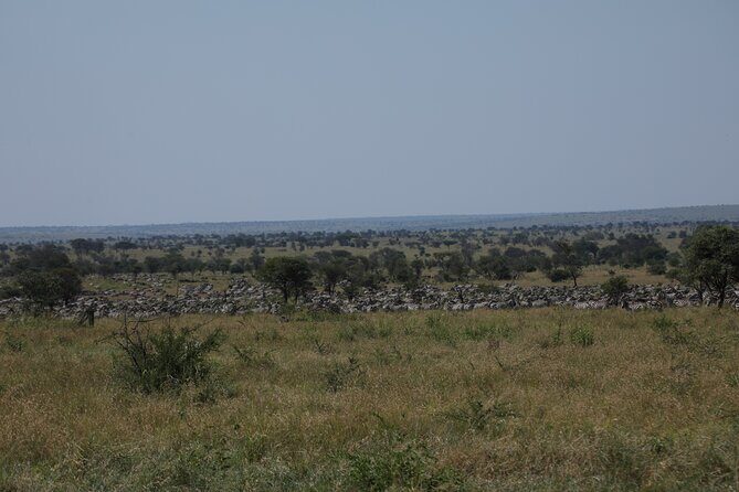 Private 6 Day Great Wildebeest Migration Ndutu Calving Season - Final Thoughts