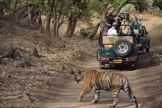 Private 6-Day Ranthambhore Tiger Tour including Delhi, Agra and Jaipur - The Day-by-Day Breakdown