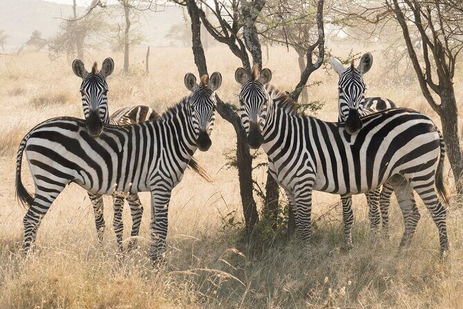 Private 6-Day Tarangire Manyara Crater and Serengeti with Mid-Range Lodges - The Value of This Guided Safari Experience