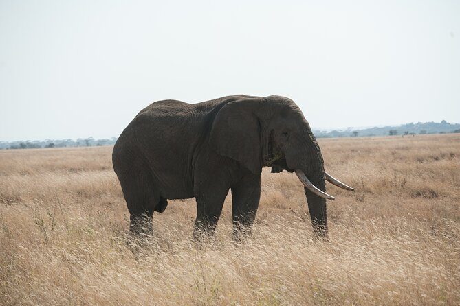 Private 7-Day Tanzania Camping Safari - The Value of the Experience