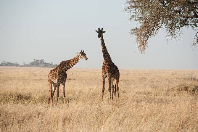 Private 7-Day Tanzania Camping Safari - Who Should Consider This Safari?