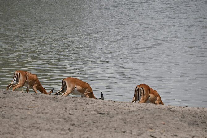 Private 7-Day Tanzania Camping Safari - Frequently Asked Questions