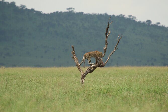Private 7-Day Tanzania Camping Safari - Final Thoughts