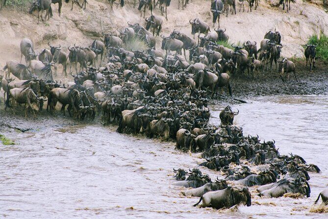 Private 7 Days Kenya Safari Amboseli, Naivasha, Nakuru, Mara - The Value Proposition: Is It Worth It?