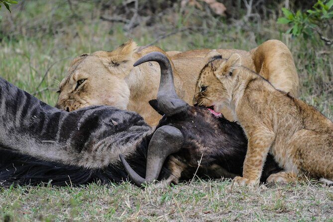 Private 7 Days Kenya Safari Amboseli, Naivasha, Nakuru, Mara - FAQ