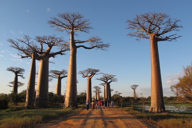 Private 9-Day Morondava Baobabs and Andasibe Lemurs Tour - A Deep Dive into the 9-Day Madagascar Tour