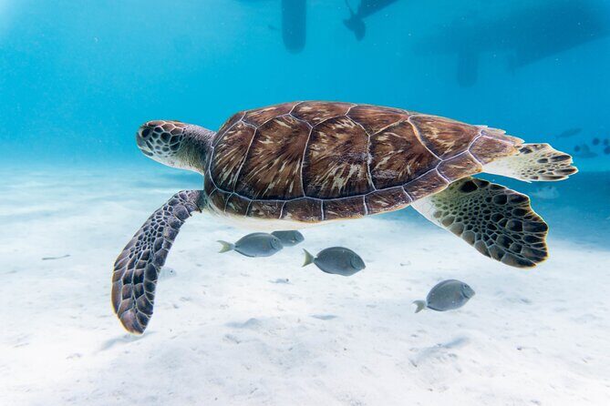 Private Abu Dabbab Over Day Snorkeling with Turtles - Hurghada - The Practicalities: Price, Booking, and Additional Info