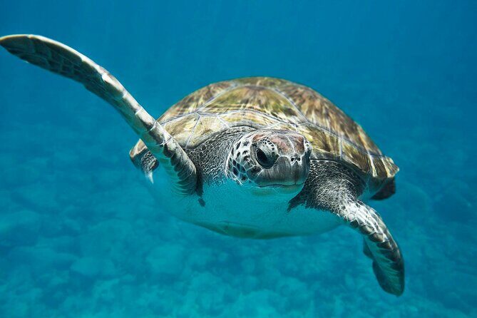 Private Abu Dabbab Over Day Snorkeling with Turtles - Hurghada - FAQ