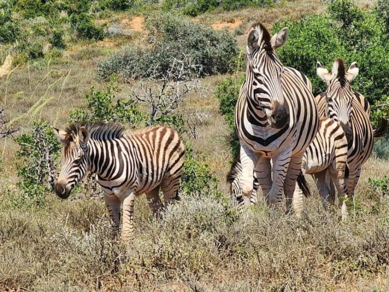 Private Addo Elephant National Park Half Day Tour - Key Points