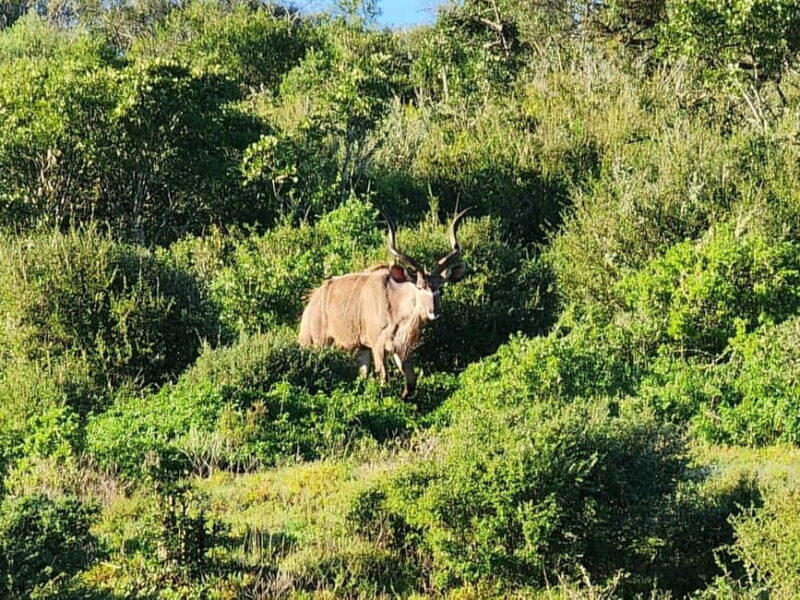 Private Addo Elephant National Park Half Day Tour - An Overview of the Experience
