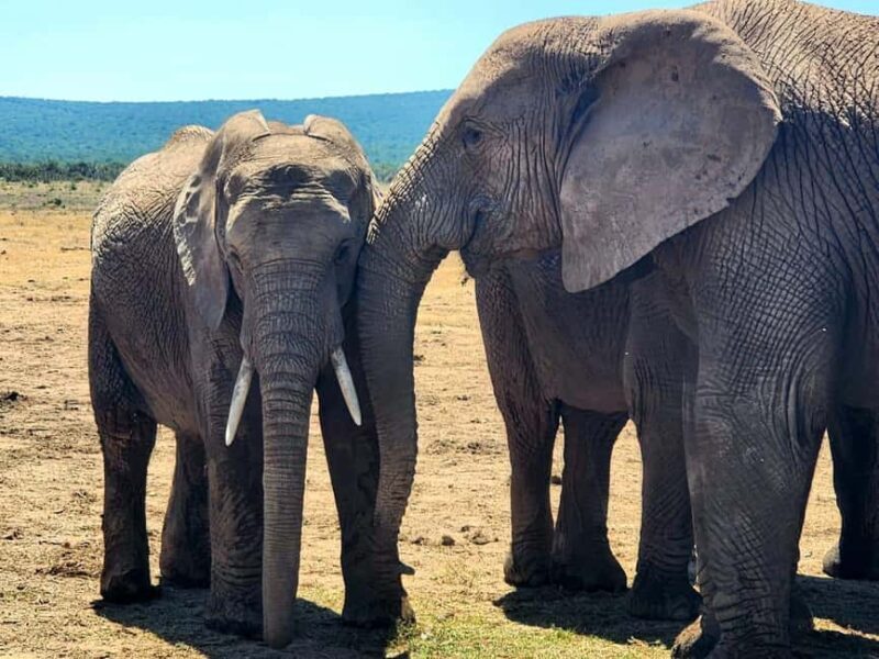 Private Addo Elephant National Park Half Day Tour - The Guide and Sightings