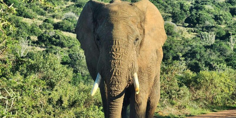 Private Addo Elephant National Park Half Day Tour - Transportation and Comfort