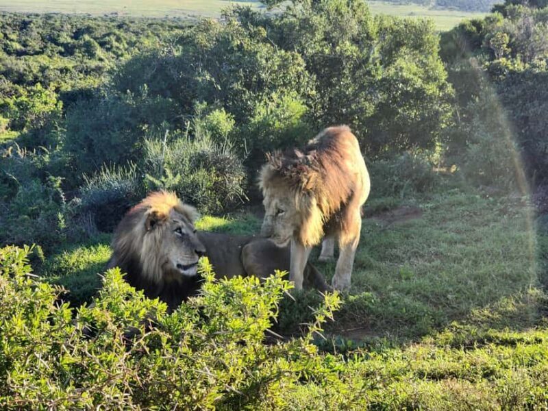 Private Addo Elephant National Park Half Day Tour - The Cost and Its Value