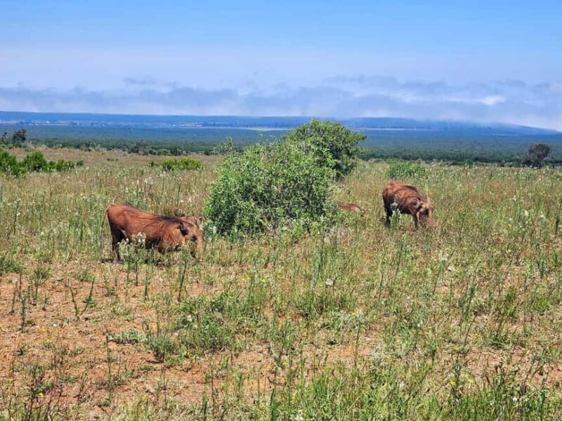 Private Addo Elephant National Park Half Day Tour - Suitability and Ideal Travelers
