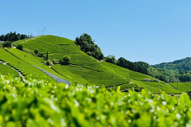 Private adventures into the hidden gems of greater Kyoto - An in-depth look at the tour experience