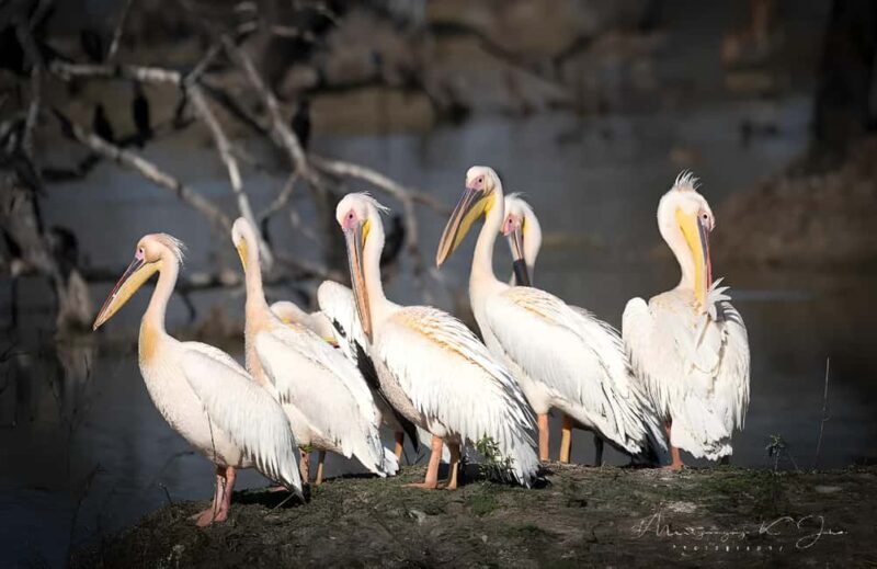 Private Agra to Bharatpur with Fatehpur Sikri Same Day Tour - What to Expect at Keoladeo National Park