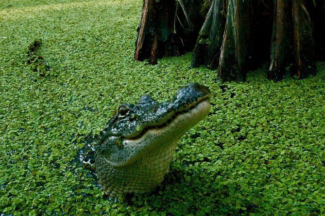 Private Airboat Swamp Tour - Key Points