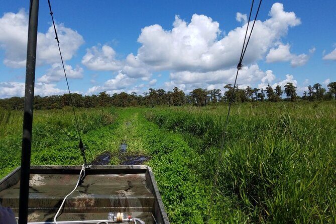 Private Airboat Swamp Tour - What to Expect from the Private Airboat Swamp Tour