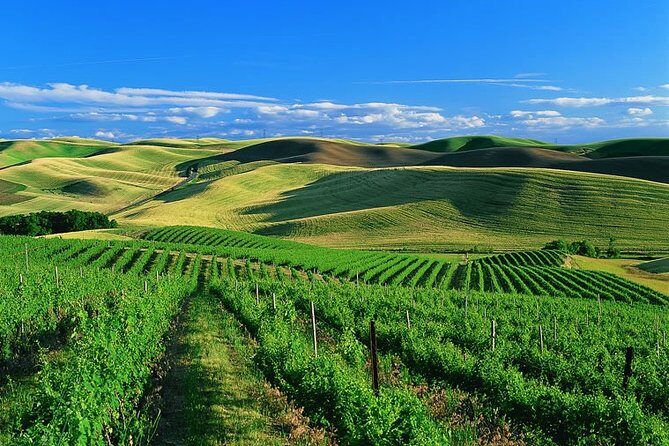 Private Airport Transfer from SFO to Sonoma Valley - The Sum Up