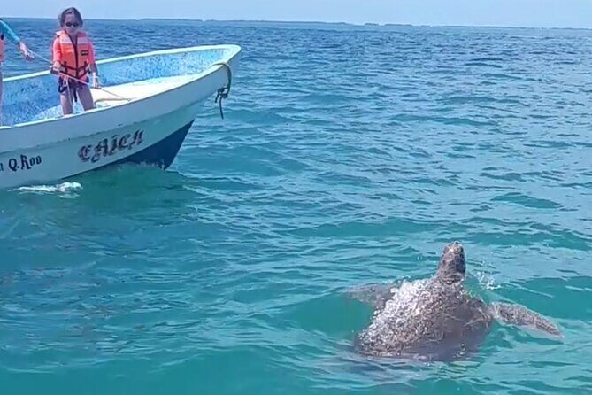 Private Akumal & Cenotes tour - Authenticity and Value