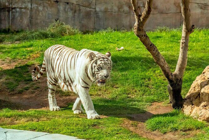 Private Al Ain Tour by 4x4 Vehicle with Zoo Tickets - FAQ