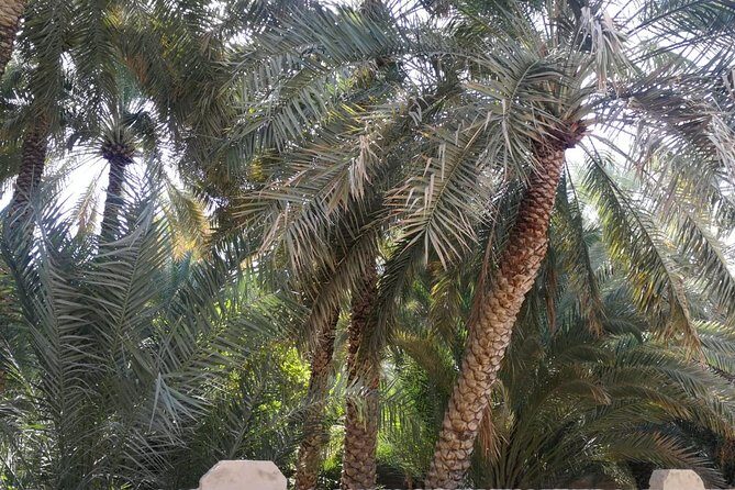 Private Al Ain tour from Dubai with professional Driver - Final Thoughts: Is It Worth It?