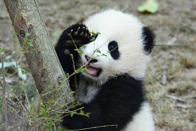 Private All-Inclusive Half-Day Tour to Chengdu Panda Base - Final Thoughts