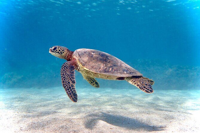 Private and Personalized Scuba Diving Adventures for All Experience Levels - Key Points