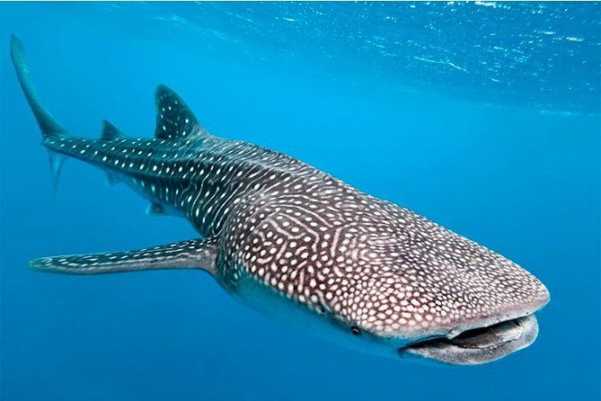 Private and Shared Whale Shark Tour from Tulum - The Itinerary in Detail: What to Expect