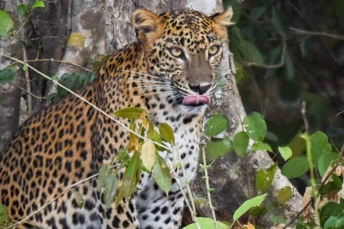 Private Anuradhapura & Wilpattu Safari Day Tour From Dambulla - Introduction