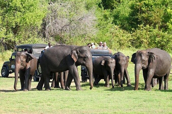 Private Anuradhapura & Wilpattu Safari Day Tour From Dambulla - Logistics and Practical Details