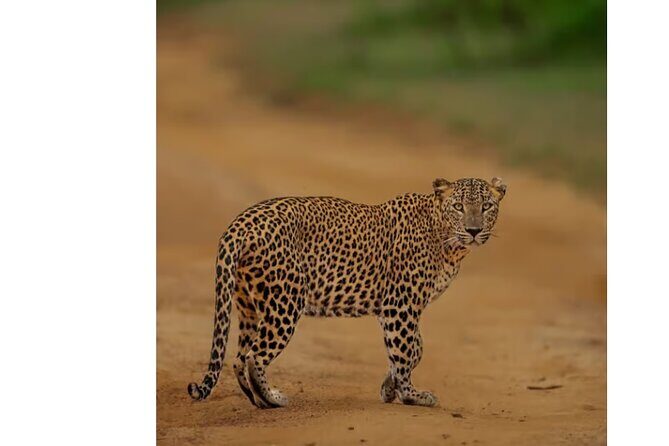 Private Anuradhapura & Wilpattu Safari Day Tour From Dambulla - Authentic Experiences and Real Travelers’ Insights