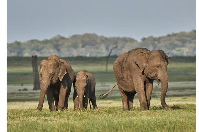 Private Anuradhapura & Wilpattu Safari Day Tour From Dambulla - The Sum Up