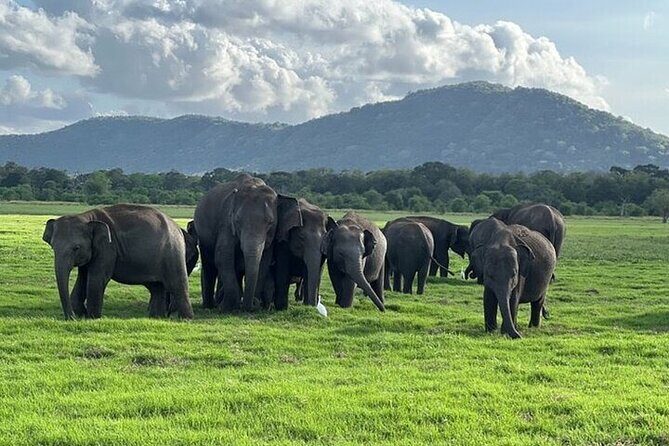 Private Anuradhapura & Wilpattu Safari Day Tour From Dambulla - FAQ