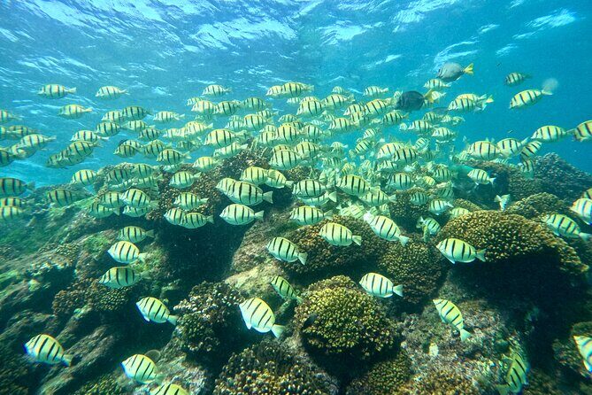 Private Arch and Snorkeling Tour in Cabo San Lucas with Photos - Final Thoughts