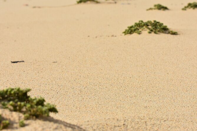 Private Aruba National Park Hiking & Natural Pool Swimming - Who Is This Tour Best For?