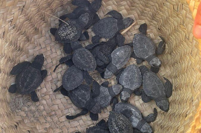 Private Baby Sea Turtle Release Huatulco HT - Who Should Consider This Tour?