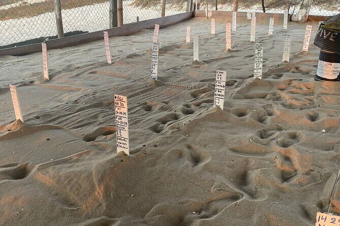 Private Baby Sea Turtle Release Huatulco HT - Frequently Asked Questions