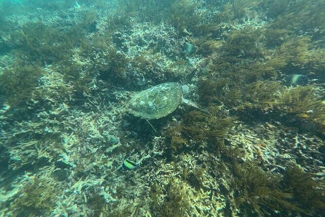 Private Bali Snorkling at blue lagoon - What Makes This Snorkeling Tour Stand Out?