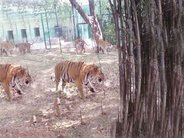 Private Bannerghatta National Park Day Excursion - Exploring Bannerghatta National Park — What You Can Expect